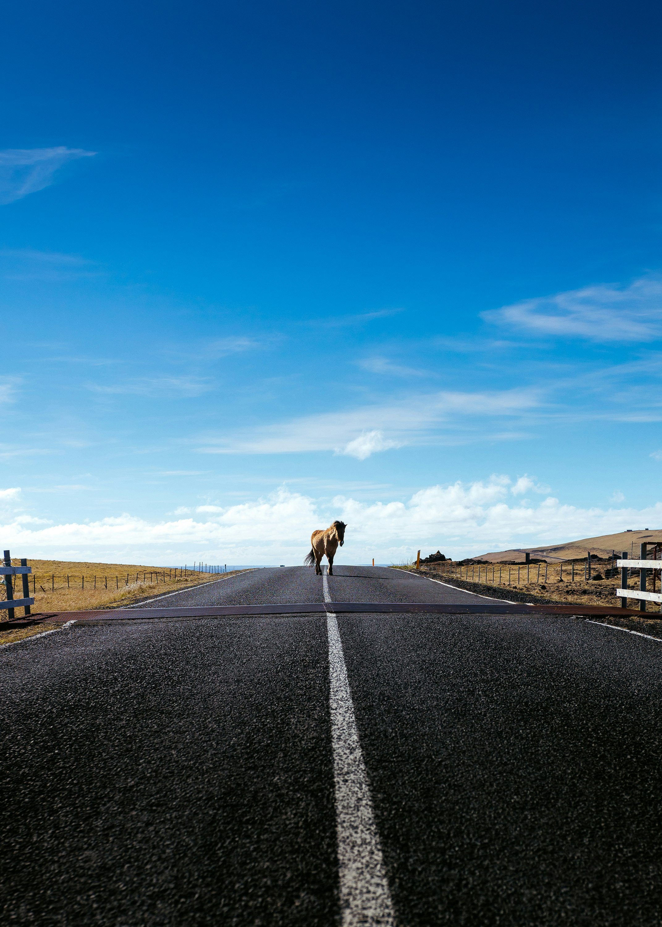 horse walking on road